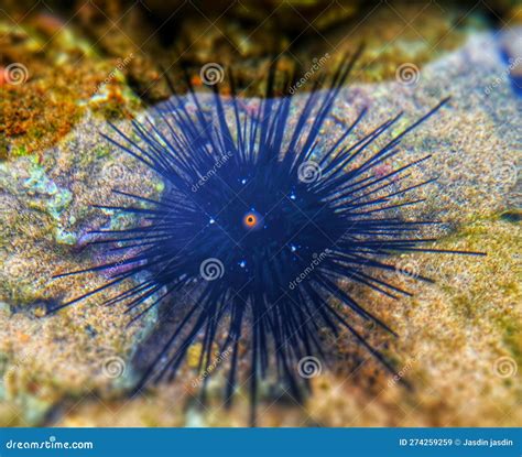 Sea Urchins Also Known As Sea Urchins Are Small Sea Creatures Whose