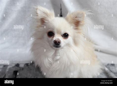 88 Pictures Of White Chihuahuas L2sanpiero