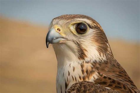 8 Types Of Falcons In North America Wildlife Informer