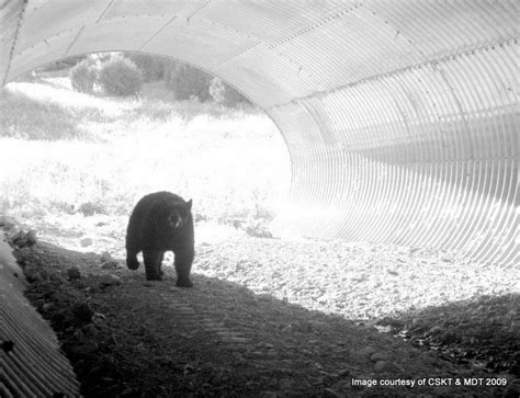 A Bear Going Through An Animal Tunnel Animals Animal Crossing Wildlife