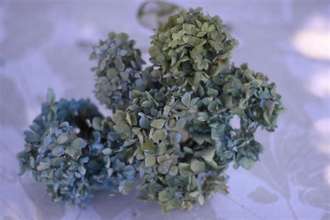 Giving hydrangeas conveys a message of friendship, understanding and patient love. A personal favorite from my Etsy shop https://www.etsy.com ...