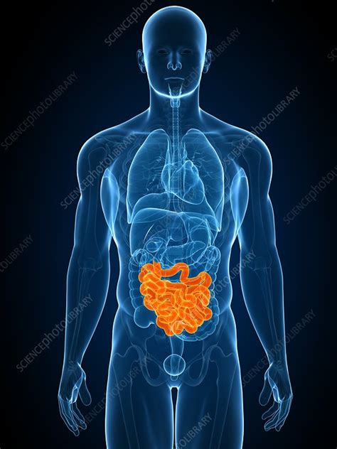 Healthy Small Intestines Artwork Stock Image F0041800 Science