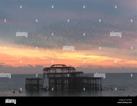 Brighton Pier Starlings Stock Photo Alamy