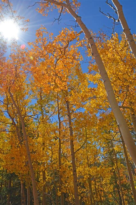 Golden Red Aspen Leaves Illuminated By The Fall Sun Stock Image Image