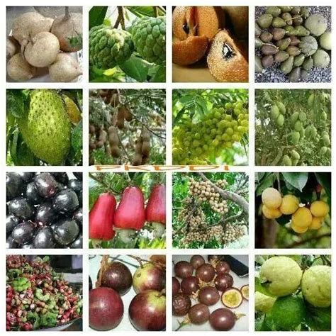 philippine fruits