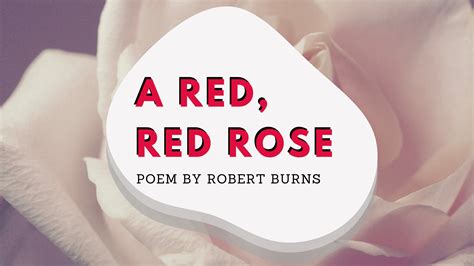 A Red Red Rose A Poem By Robert Burns Rose Poems Robert Burns Poems