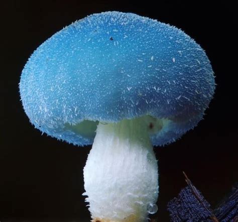 Reino Fungi Tipos De Hongos Clasificación Características Y Usos
