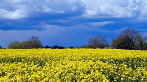 Yellow Flower Field Under Blue Sky · Free Stock Photo