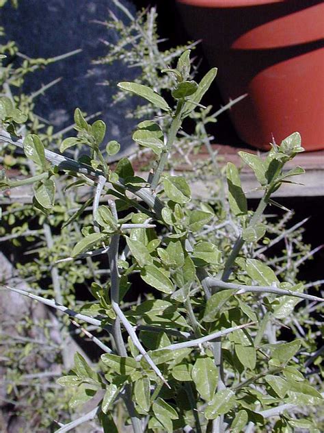 Gray Thorn Lotebush Texas Buckthorn Ziziphus Obtusifolia