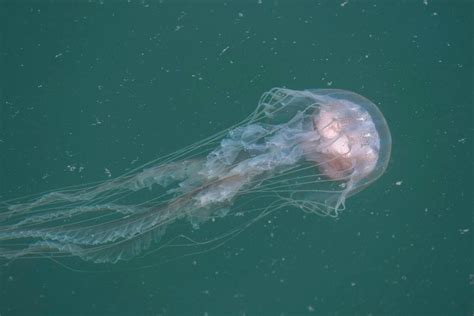 As Waters Warm Jellyfish A Growing Threat To Swimmers Inquirer And
