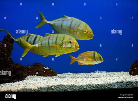 Gnathanodon Speciosus Hi Res Stock Photography And Images Alamy