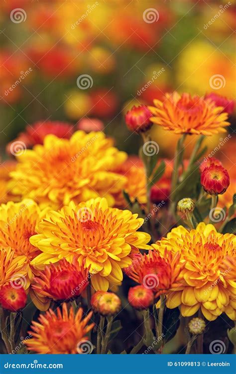Autumn Mums Or Chrysanthemums In Bloom Stock Image Image Of Fall