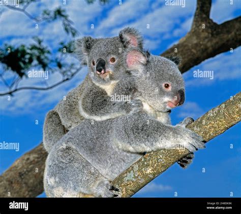 Mother Koala Hi Res Stock Photography And Images Alamy