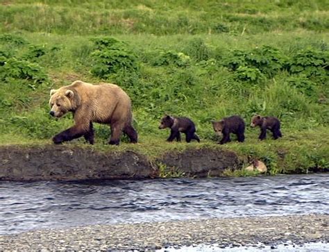 17 Best Images About Two Amazing Bears The Grizzly And Brownkodiak
