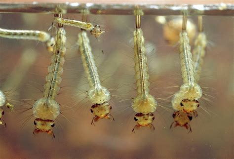 Larvae Of The Mosquito Photograph By Martin Dohrnscience Photo Library