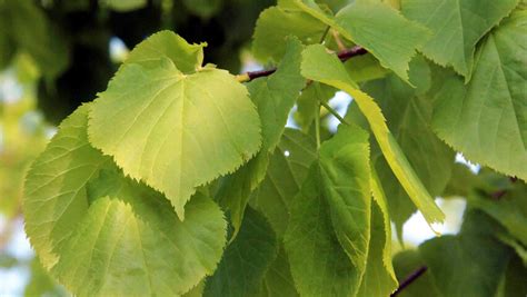 Small Leaved Lime Tree — Forest Farm Peace Garden
