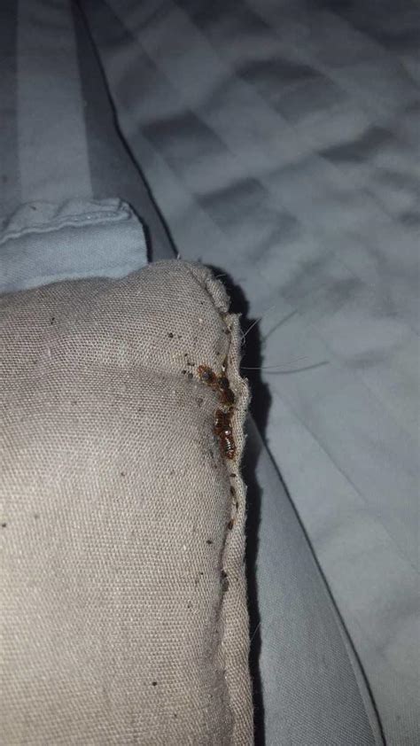 Signs Of A Bed Bug Infestation In West Long Branch Nj Bed Bugs On