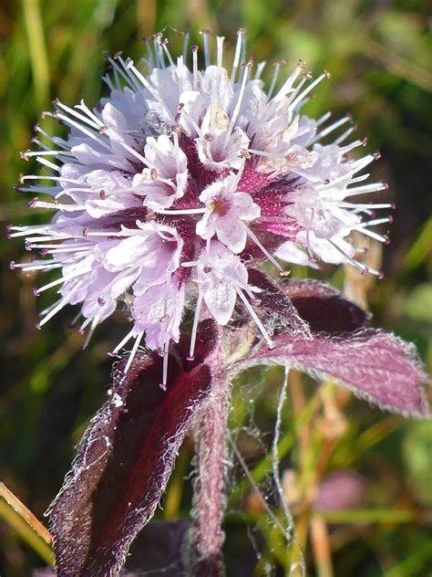 Photographs Of Mentha Aquatica Uk Wildflowers Purple Leaves And Calyces