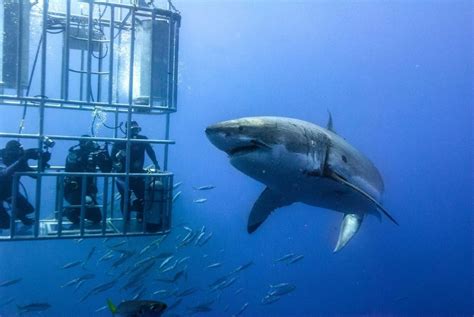 Shark Cage Diving Adventure Kleinbaai Kimkim