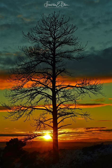 Lone Tree Banded Sunset Bliss Photographics Lone Tree