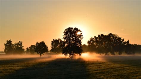 Wallpaper Id 14533 Sunrise Fog Trees Dawn Morning 4k Free Download