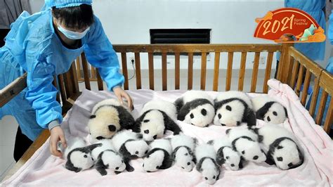 Live Newborn Panda Cubs Make Debut In Chengdu On Little Chinese New