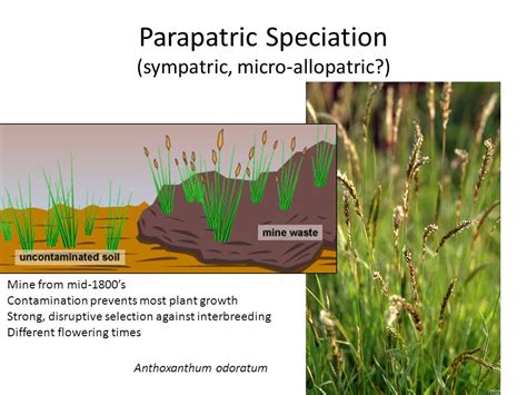 Geography Of Speciation Allopatric Peripatric Parapatric Sympatric
