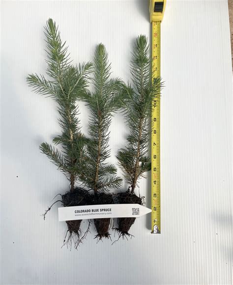 Picea Pungens Colorado Blue Spruce Seedlings Scenic Hill Farm Nursery