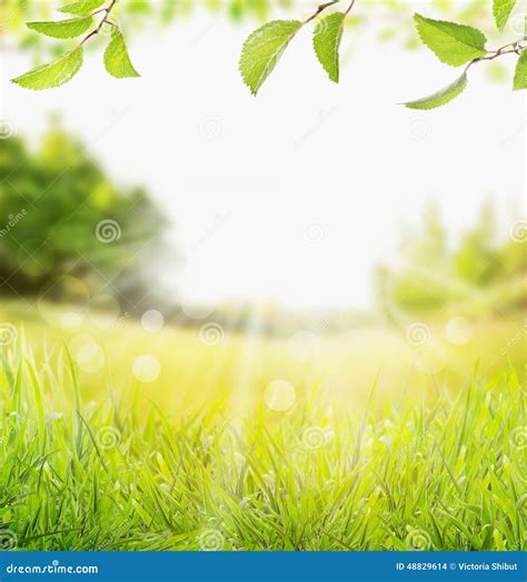 Spring Summer Nature Background With Grass Trees Branch With Green