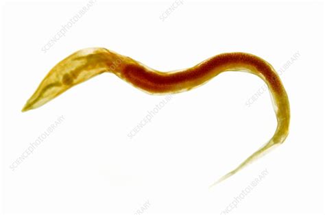 Female Pinworm Enterobius Vermicularis Stock Image C