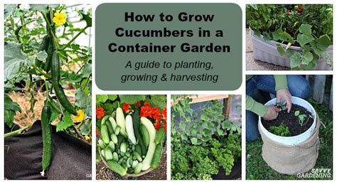 How To Grow Cucumbers In A Container Garden On Decks Patios And More