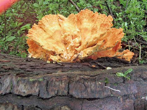 Maryland Biodiversity Project Pine Chicken Of The Woods Laetiporus