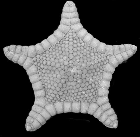 New Deep Sea Starfishes Honor Hawaiian Scientists Sea Starfish