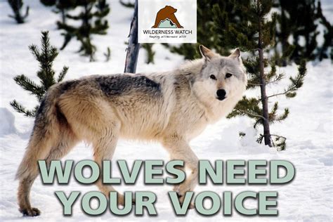 Take Action—demand The Fs Stop Idahos Wolf Slaughter