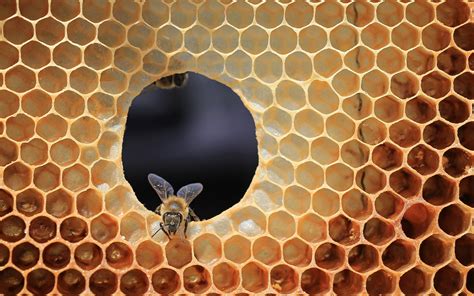 Animal Bee Hd Wallpaper