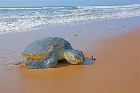 Olive Ridley Sea Turtle Adult And Hatchling Photograph By Arghya Adhikary
