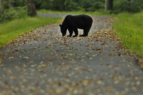 Piebald Black Bear Caught On Camera In Washington State Outdoor Life