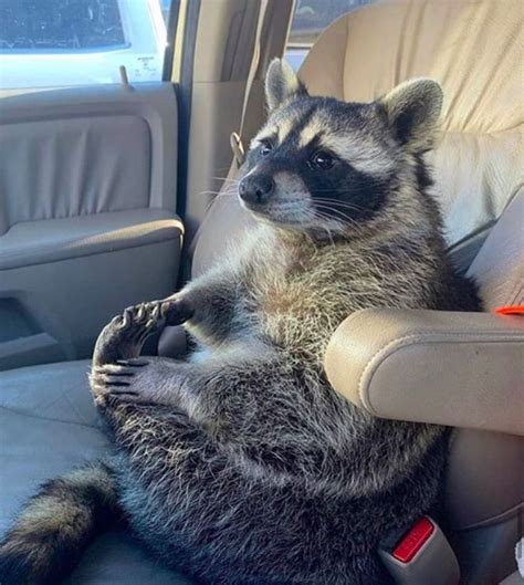 What A Cutie Raccoon Raccoons Adorable Cute