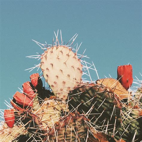 Lildubbz Santa Fe Cactus Cactus Planta Cactus Y Suculentas Desert