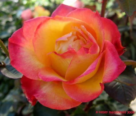 Plantfiles Pictures Hybrid Tea Rose Perfect Moment Rosa By Kell