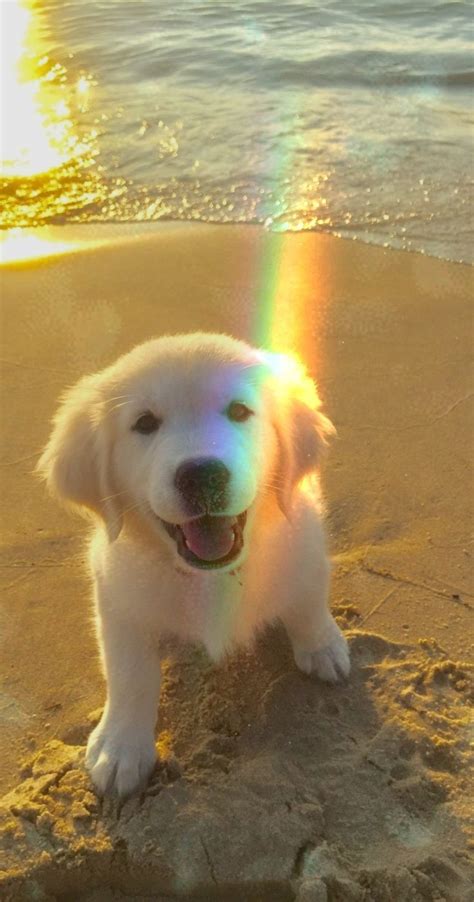 Golden Retriever Puppy Wallpaper Cute Aesthetic Puppy