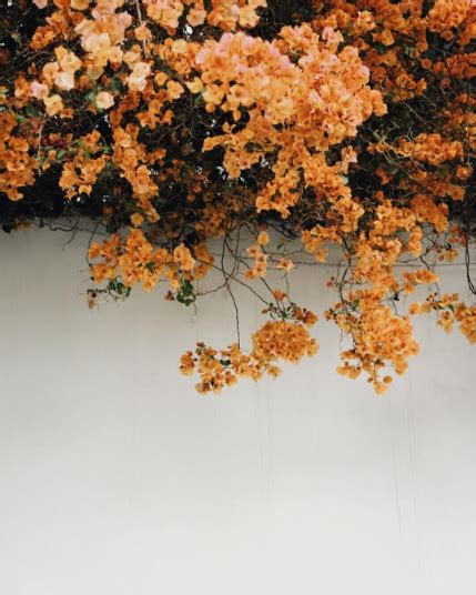 orange bougainvillea instagram photography ideas inspiration tumblr hipsters floral