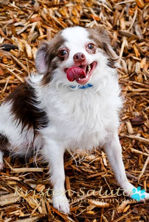 The shelter is open tuesday through saturday. Unleashed Pet Adoption Kansas City - Pets Ideas