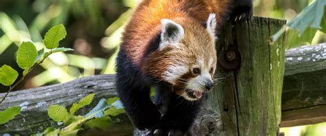 Download Wallpaper 2560x1080 Red Panda Protruding Tongue Tree