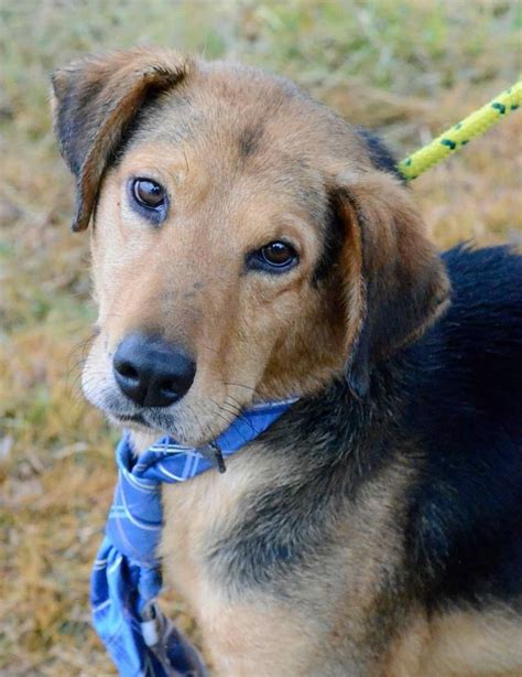 141683 Rolf Is A Handsome Boy 4 5 Years Old 21 Lbsshephound Mix