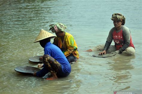 Penambang Emas Tradisional Di Sungai Batang Kuantan Antara News