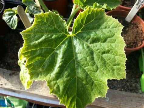 They can be round or oval, lanceolate (long and pointed like a lance), ovate (egg shaped), cordate (heart shaped), or wedge shaped. How to identify squash seedlingsGreenside Up