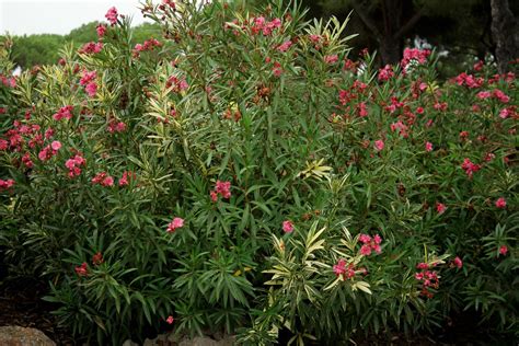 Adelfa Nerium Oleander Variegata