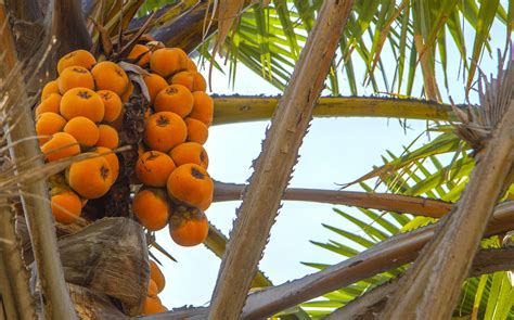 Free Download Hd Wallpaper Africa African Coconut Trees Food