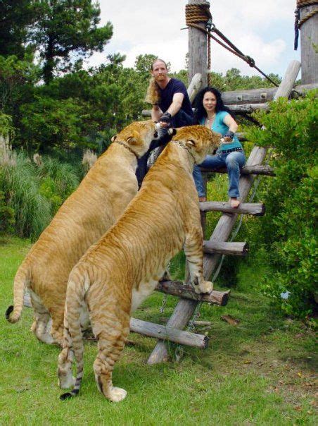 Worlds Biggest Liger Liger Named Worlds Largest Feline Khaleesi